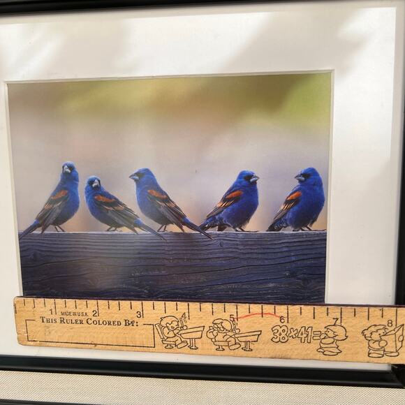 Bird Wildlife Photographed Signed and Framed - Picture 6 of 8